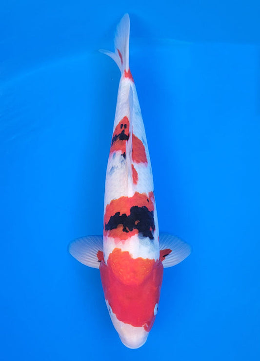 Koi fish for sale — 42 cm Ogata Sanke at ChampKoi
