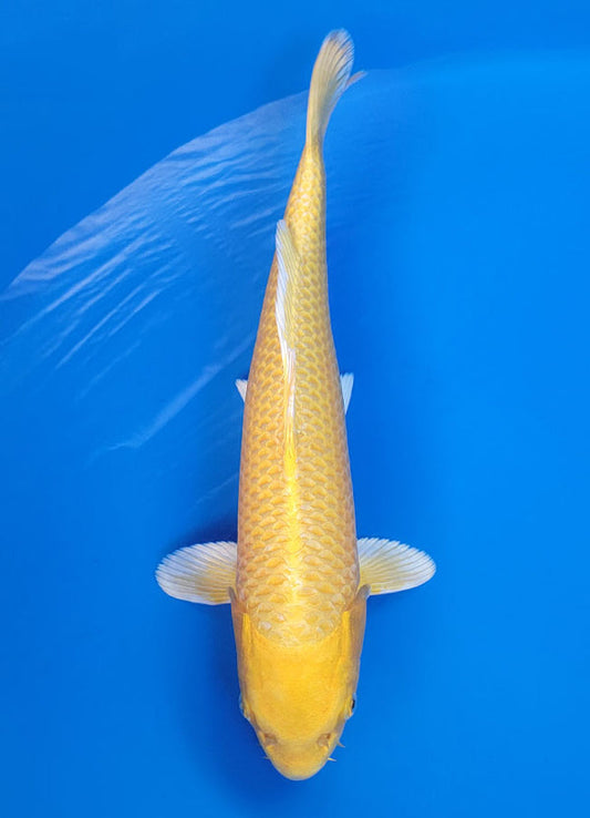 Koi fish for sale — 42 cm Ogata Yamabuki Ogon at ChampKoi