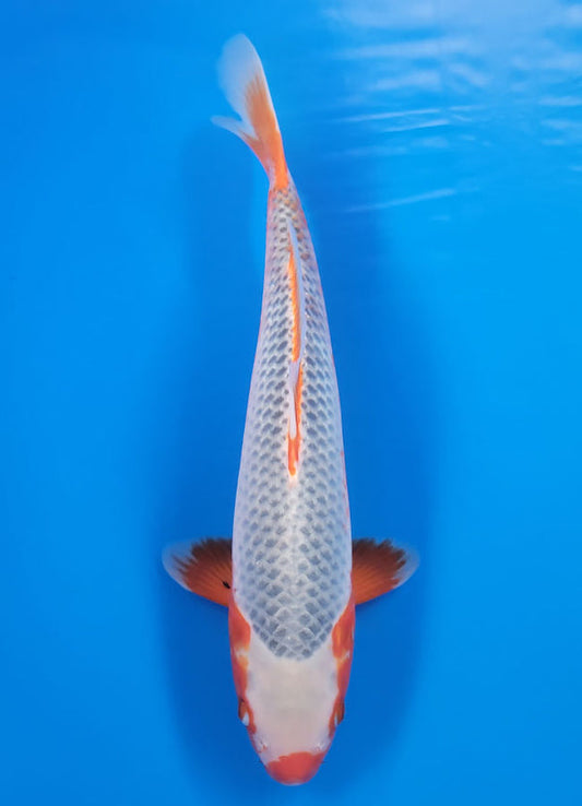 Koi fish for sale — 42 cm Ogata Asagi at ChampKoi