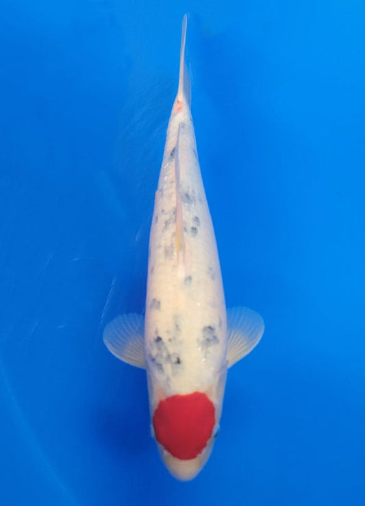 Koi fish for sale — 40 cm Ogata Tancho Sanke at ChampKoi