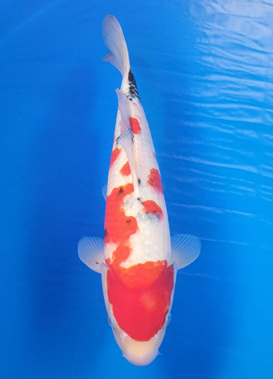 Koi fish for sale — 40 cm Ogata Sanke at ChampKoi