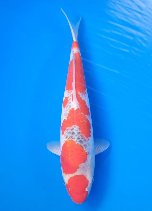 Koi fish for sale — 40 cm Ogata Goshike at ChampKoi