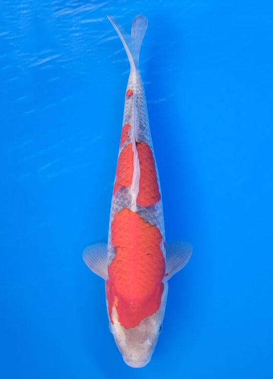 Koi fish for sale — 40 cm Ogata Goshike at ChampKoi
