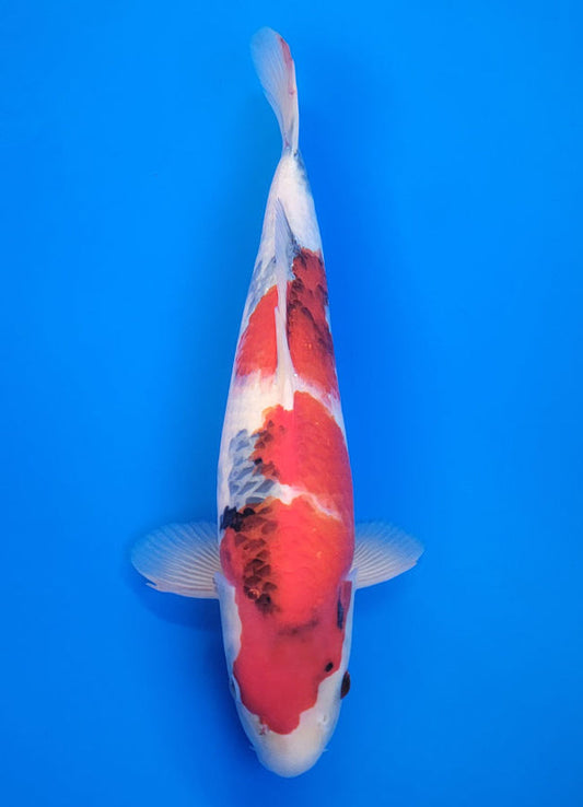 Koi fish for sale — 40 cm Ogata Showa at ChampKoi