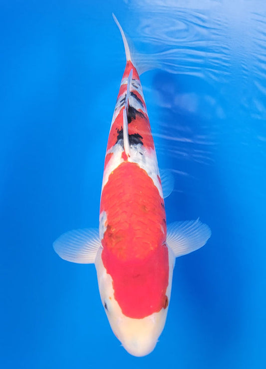Koi fish for sale — 40 cm Ogata Sanke at ChampKoi