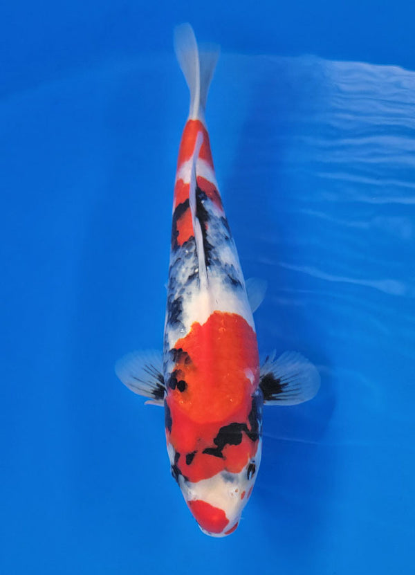 Koi fish for sale — 40 cm Ogata Showa at ChampKoi