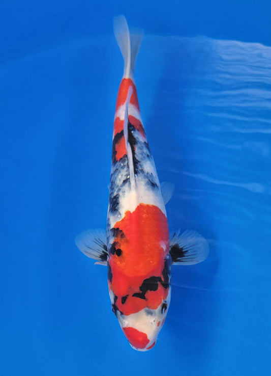 Koi fish for sale — 40 cm Ogata Showa at ChampKoi