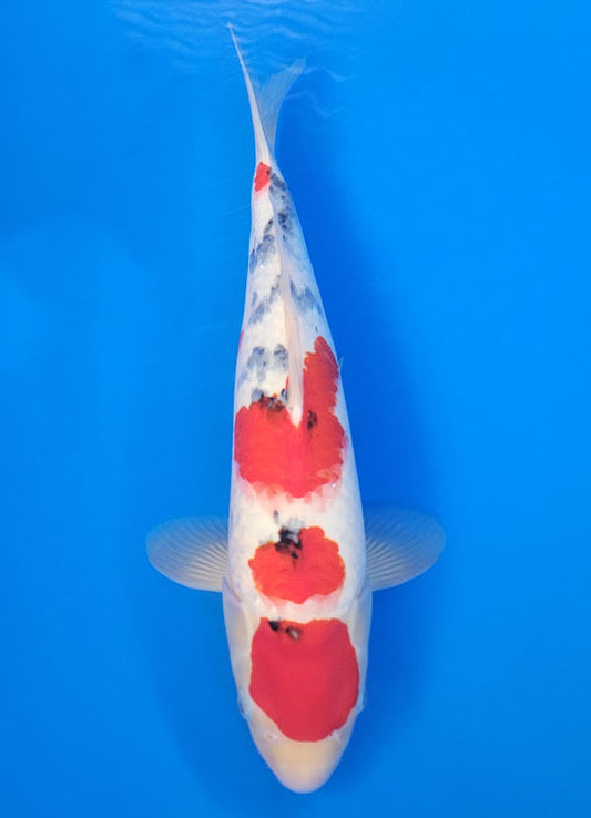 Koi fish for sale — 40 cm Ogata Sanke at ChampKoi