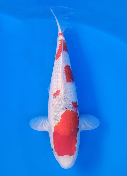 Koi fish for sale — 40 cm Ogata Goshike at ChampKoi