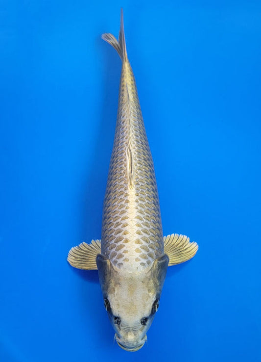 Koi fish for sale — 40 cm Ogata Mukashi Ogon at ChampKoi