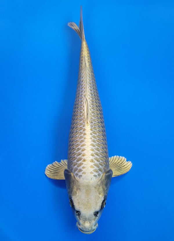 Mukashi Ogon
