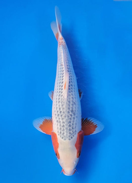 Koi fish for sale — 40 cm Ogata Asagi at ChampKoi