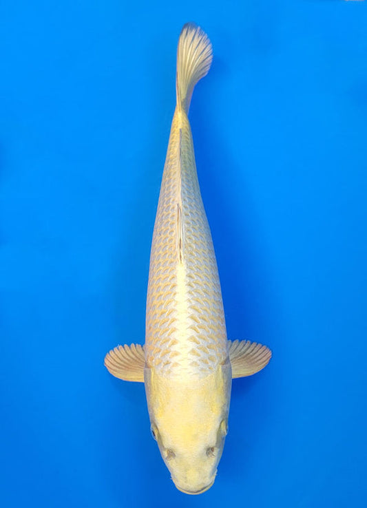 Koi fish for sale — 40 cm Ogata Mukashi Ogon at ChampKoi