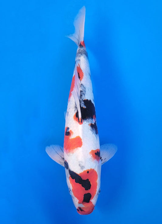 Koi fish for sale — 40 cm Ogata Showa at ChampKoi