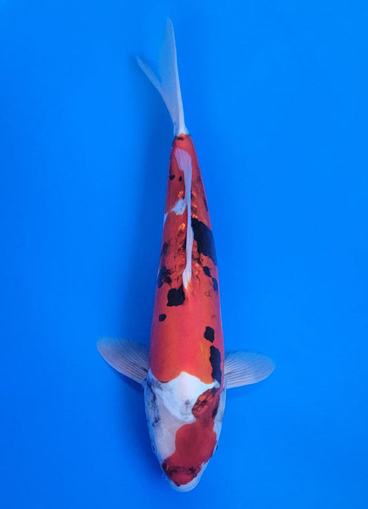 Koi fish for sale — 40 cm Ogata Doitsu Showa at ChampKoi