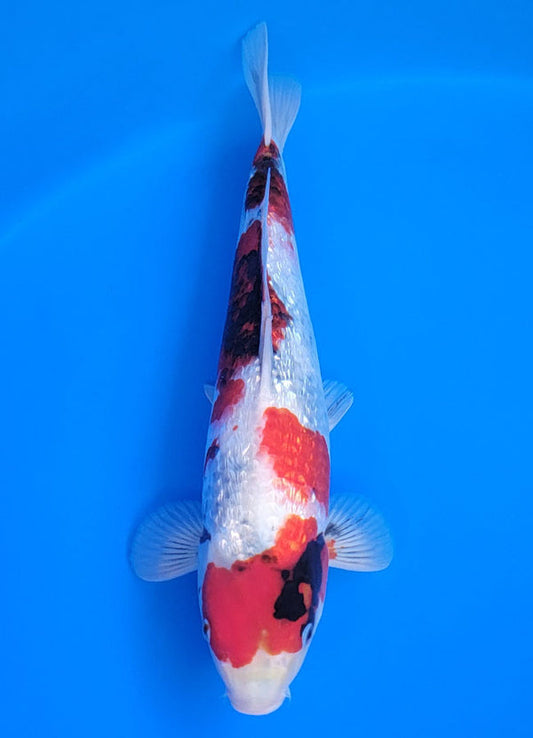 Koi fish for sale — 40 cm Ogata Ginrin Showa at ChampKoi