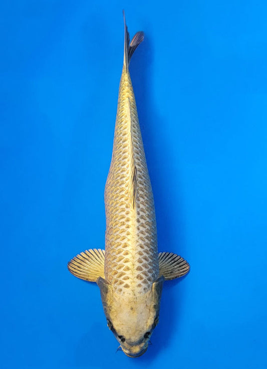 Koi fish for sale — 40 cm Ogata Mukashi Ogon at ChampKoi