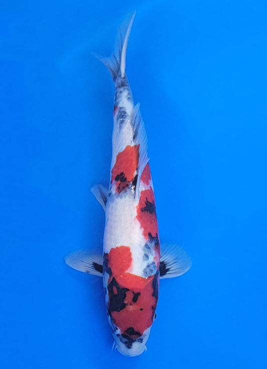 Koi fish for sale — 40 cm Ogata Showa at ChampKoi