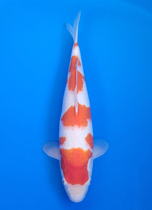 Koi fish for sale — 40 cm Ogata Kohaku at ChampKoi