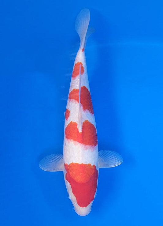 Koi fish for sale — 40 cm Ogata Kohaku at ChampKoi