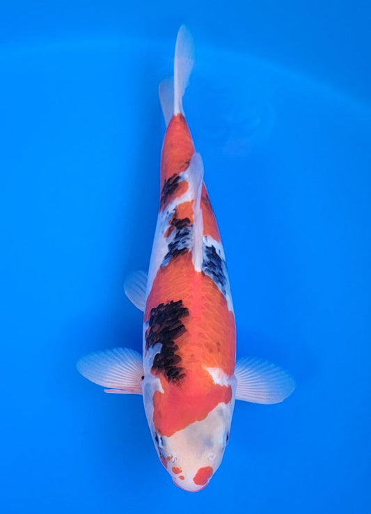 Koi fish for sale — 40 cm Ogata Showa at ChampKoi