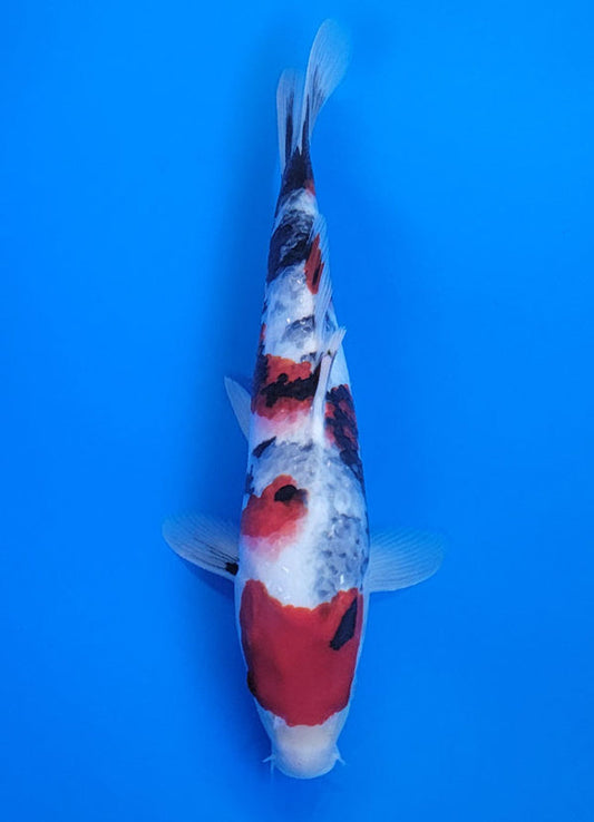 Koi fish for sale — 40 cm Ogata Showa at ChampKoi