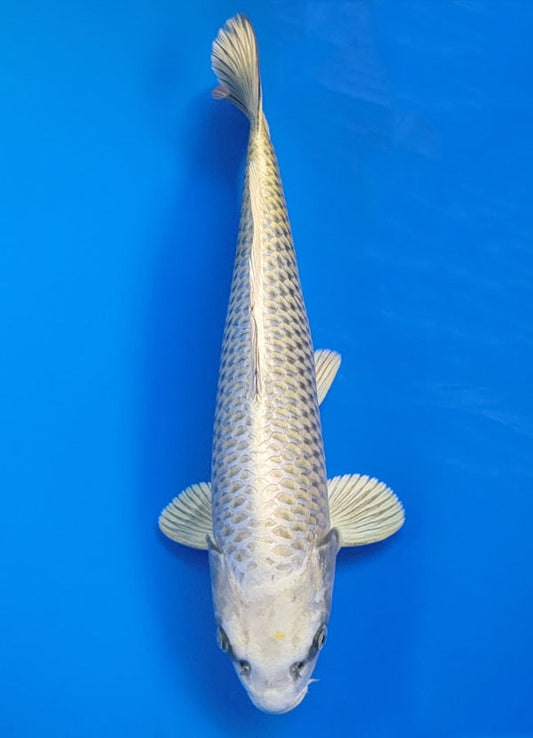Koi fish for sale — 40 cm Ogata Mukashi Ogon at ChampKoi