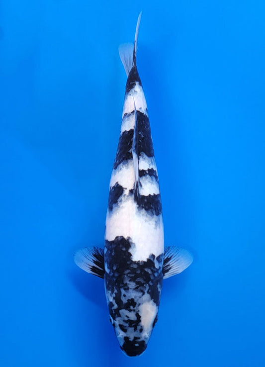 Koi fish for sale — 40 cm Ogata Shiro Utsuri at ChampKoi