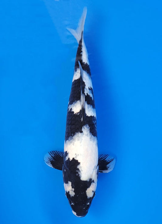 Koi fish for sale — 40 cm Ogata Shiro Utsuri at ChampKoi