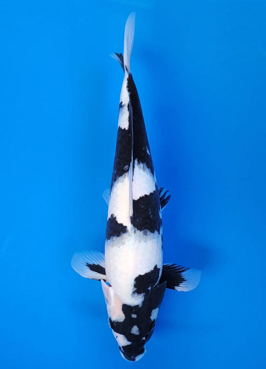 Koi fish for sale — 40 cm Ogata Shiro Utsuri at ChampKoi