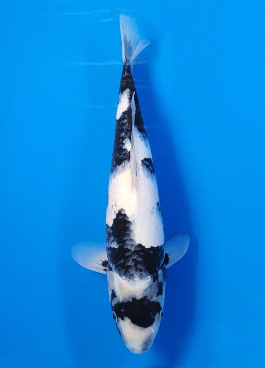 Koi fish for sale — 40 cm Ogata Shiro Utsuri at ChampKoi
