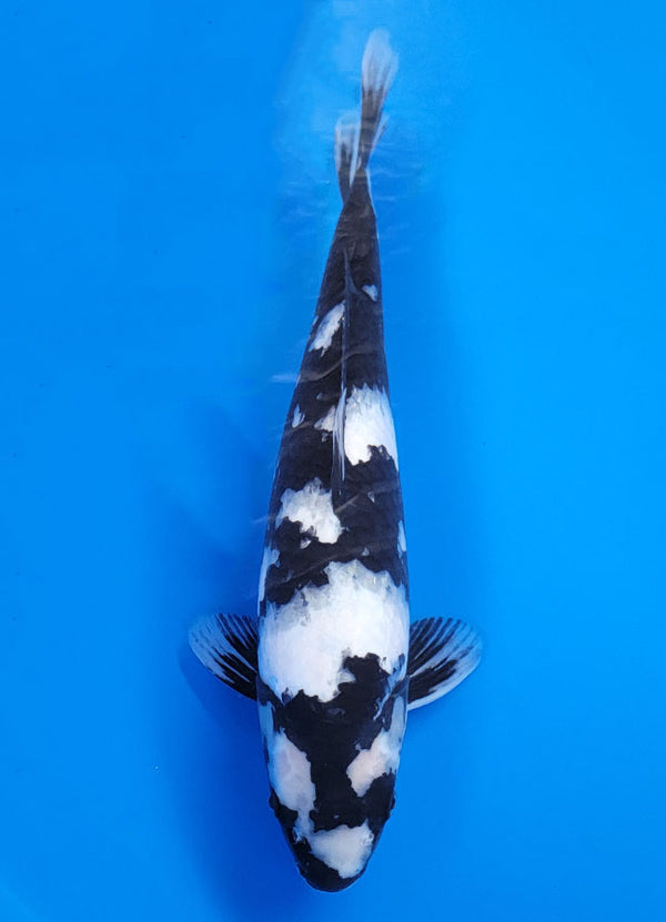 Koi fish for sale — 40 cm Ogata Shiro Utsuri at ChampKoi