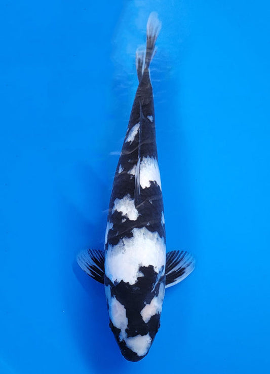 Koi fish for sale — 40 cm Ogata Shiro Utsuri at ChampKoi