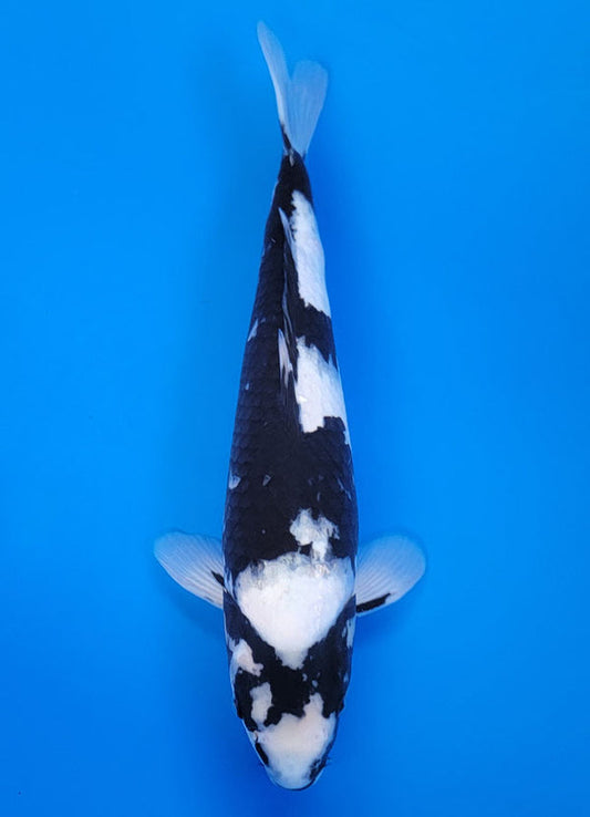 Koi fish for sale — 40 cm Ogata Shiro Utsuri at ChampKoi
