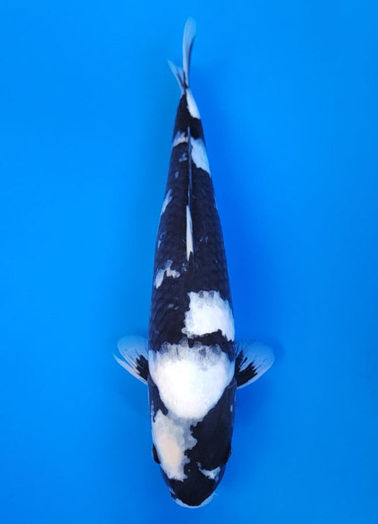Koi fish for sale — 40 cm Ogata Shiro Utsuri at ChampKoi