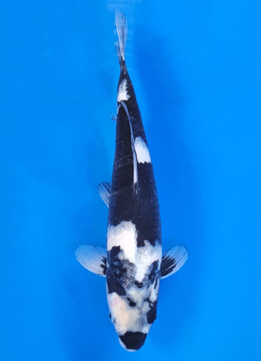 Koi fish for sale — 40 cm Ogata Shiro Utsuri at ChampKoi