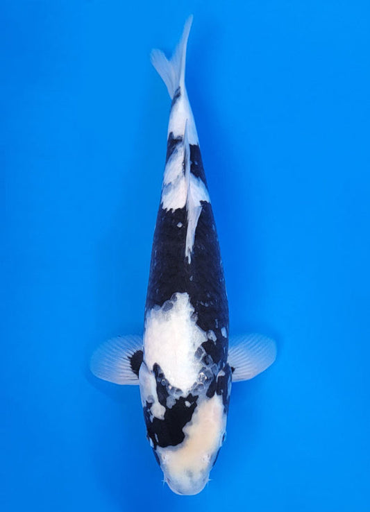 Koi fish for sale — 40 cm Ogata Shiro Utsuri at ChampKoi