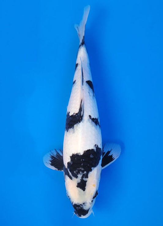 Koi fish for sale — 40 cm Ogata Shiro Utsuri at ChampKoi