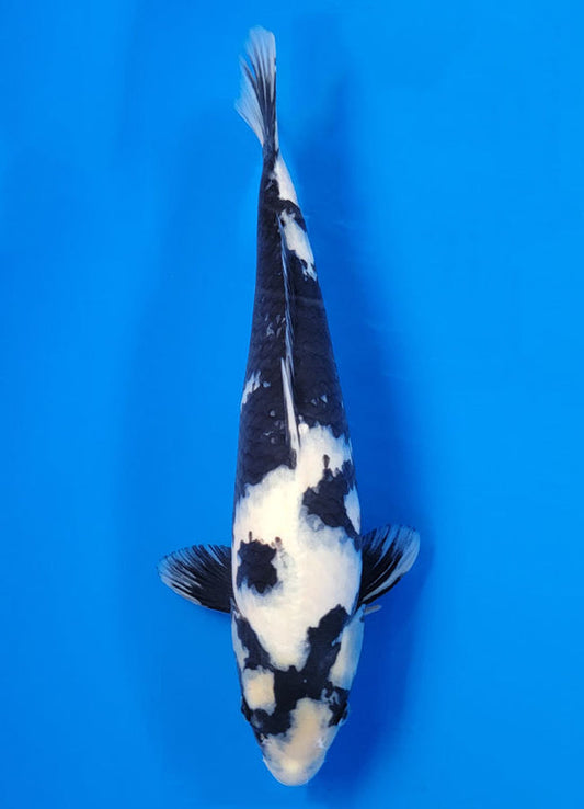 Koi fish for sale — 35 cm Ogata Shiro Utsuri at ChampKoi