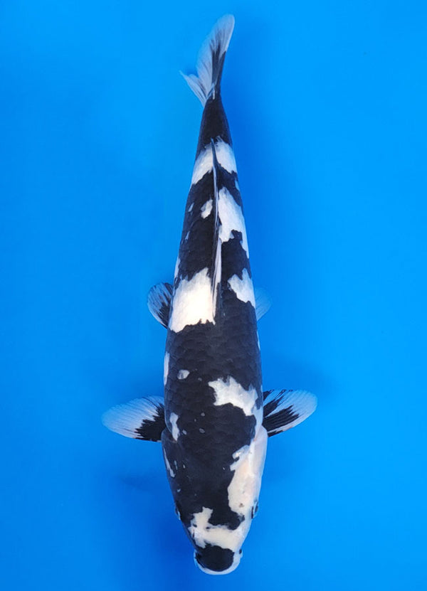 Koi fish for sale — 40 cm Ogata Shiro Utsuri at ChampKoi
