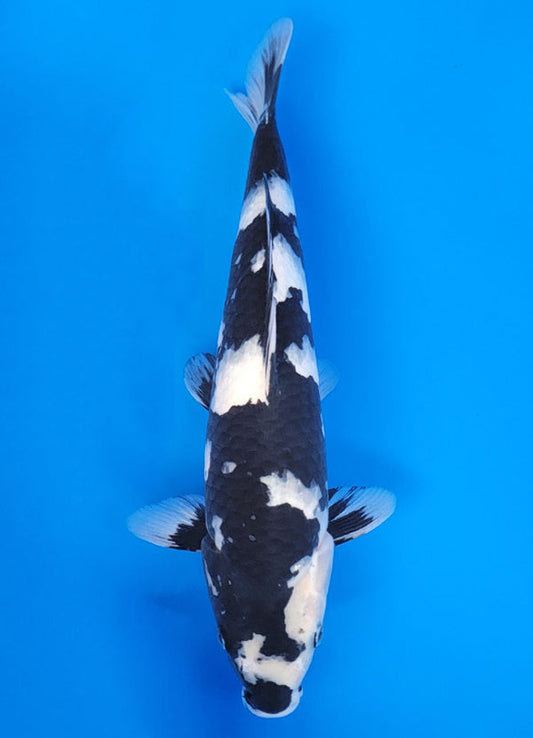 Koi fish for sale — 40 cm Ogata Shiro Utsuri at ChampKoi