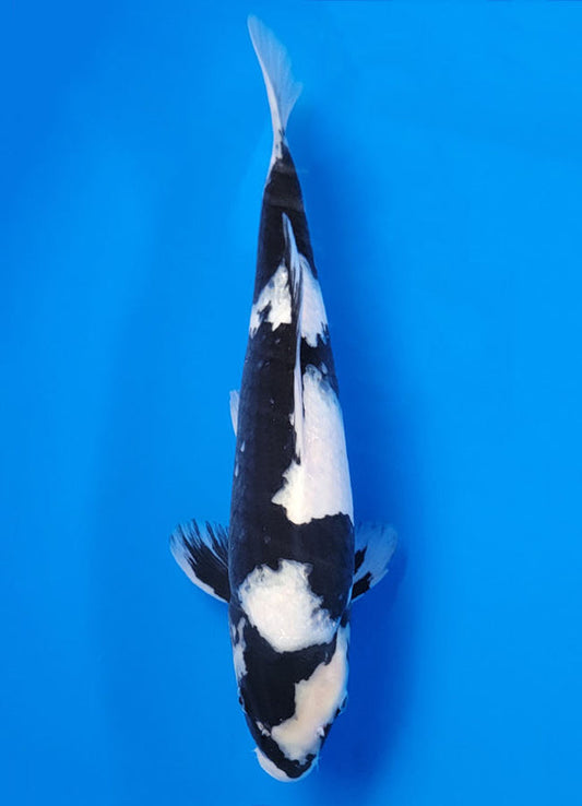 Koi fish for sale — 40 cm Ogata Shiro Utsuri at ChampKoi