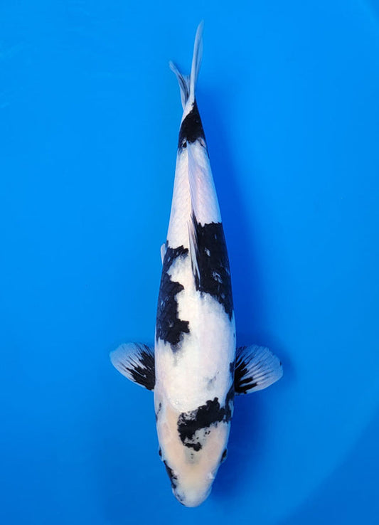 Koi fish for sale — 40 cm Ogata Shiro Utsuri at ChampKoi