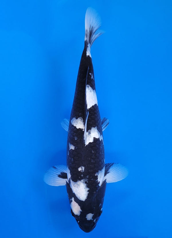 Koi fish for sale — 40 cm Ogata Shiro Utsuri at ChampKoi