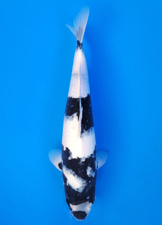 Koi fish for sale — 40 cm Ogata Shiro Utsuri at ChampKoi