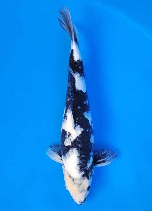 Koi fish for sale — 40 cm Ogata Shiro Utsuri at ChampKoi