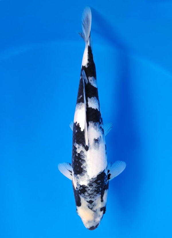 Koi fish for sale — 40 cm Ogata Shiro Utsuri at ChampKoi