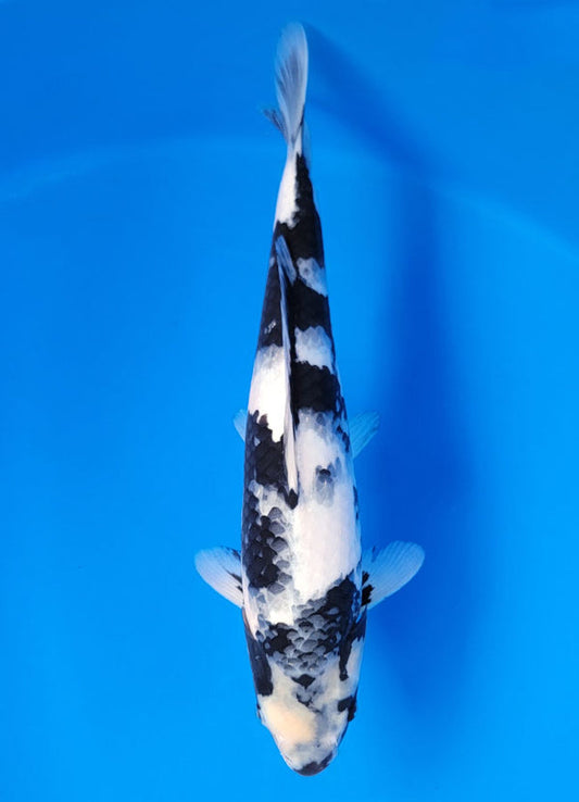 Koi fish for sale — 40 cm Ogata Shiro Utsuri at ChampKoi