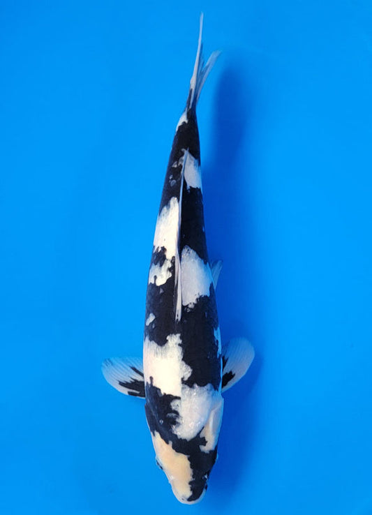 Koi fish for sale — 40 cm Ogata Shiro Utsuri at ChampKoi