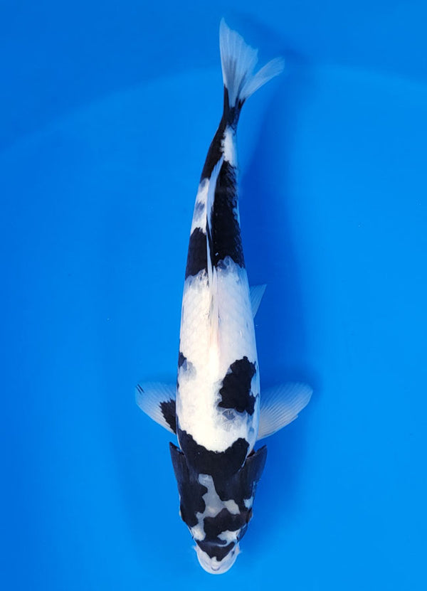 Koi fish for sale — 35 cm Ogata Shiro Utsuri at ChampKoi